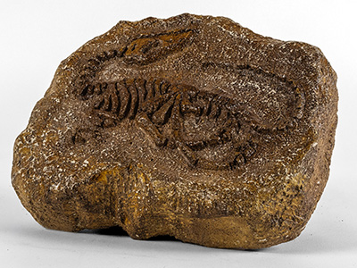 Fossil of Compsognathus by Jonathan Donna